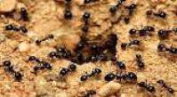 پاورپوینت الگوریتم کلونی مورچه ها و الگوریتم ترکیبی  فرا ابتکاری
